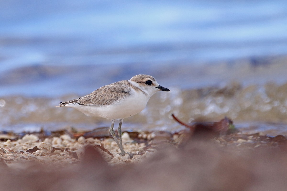 Malaysian Plover - ML244708301