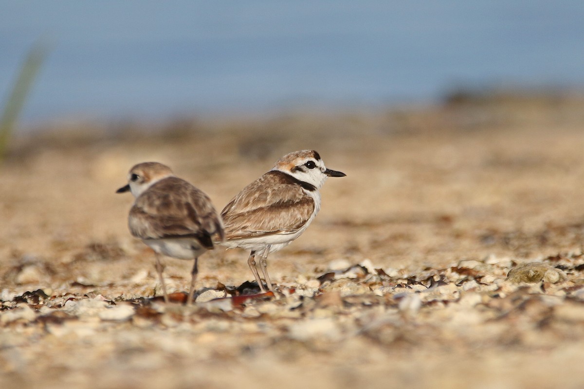 Malaysian Plover - ML244708321