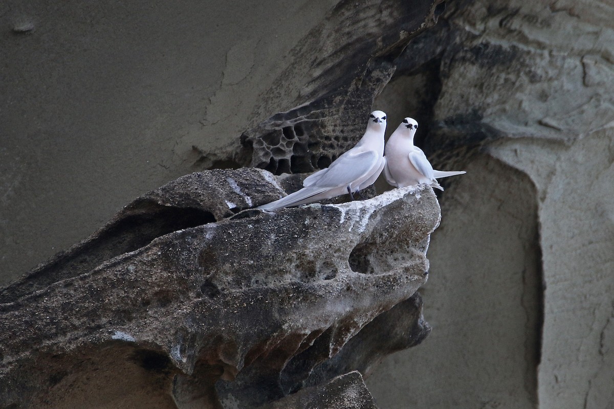 Black-naped Tern - ML244708421