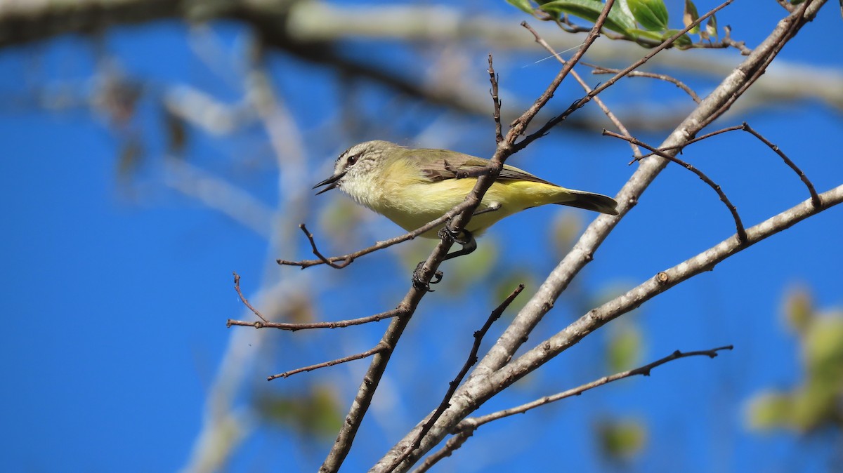 Yellow-rumped Thornbill - ML244708571