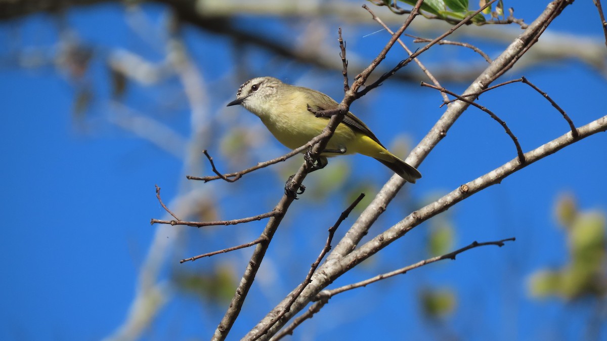 Yellow-rumped Thornbill - ML244708771