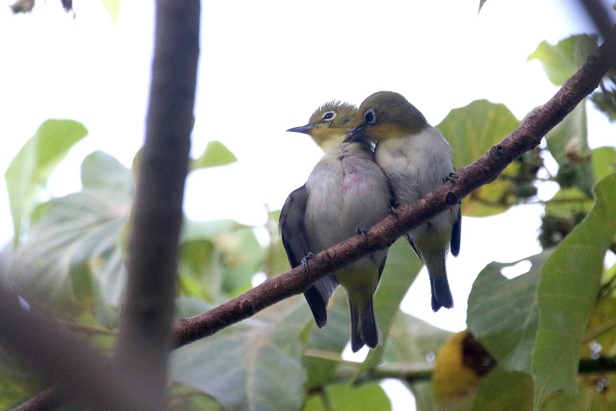 Lowland White-eye - ML244708871