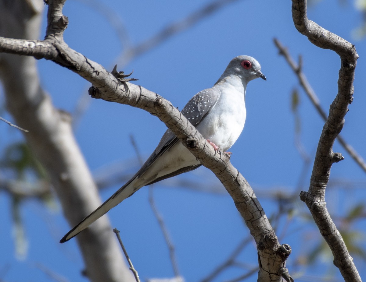 Diamond Dove - ML244709091