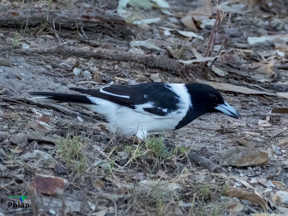 Pied Butcherbird - ML244710501
