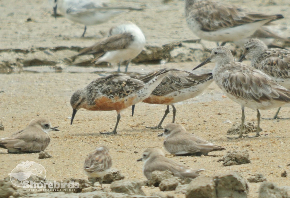 Red Knot - Nur Munira Azman