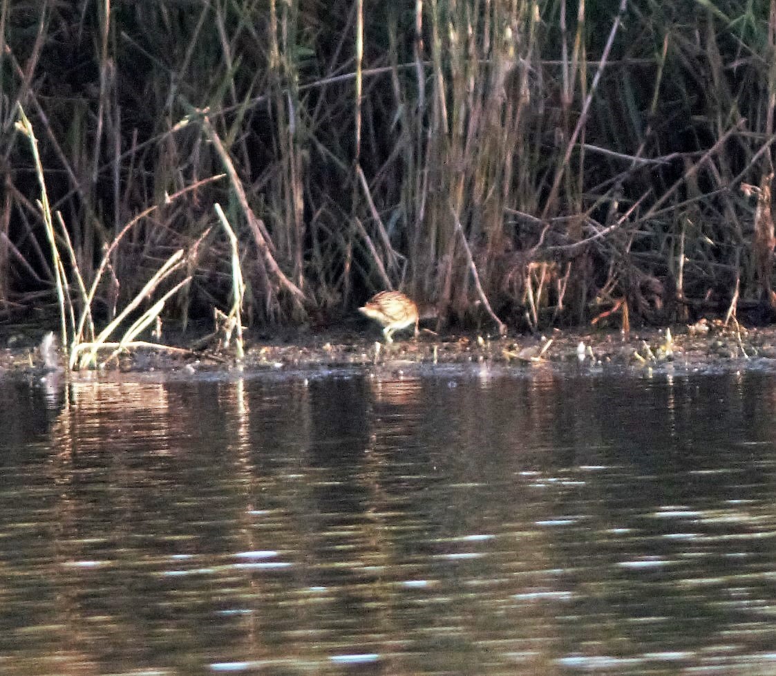 White-browed Crake - ML244711811