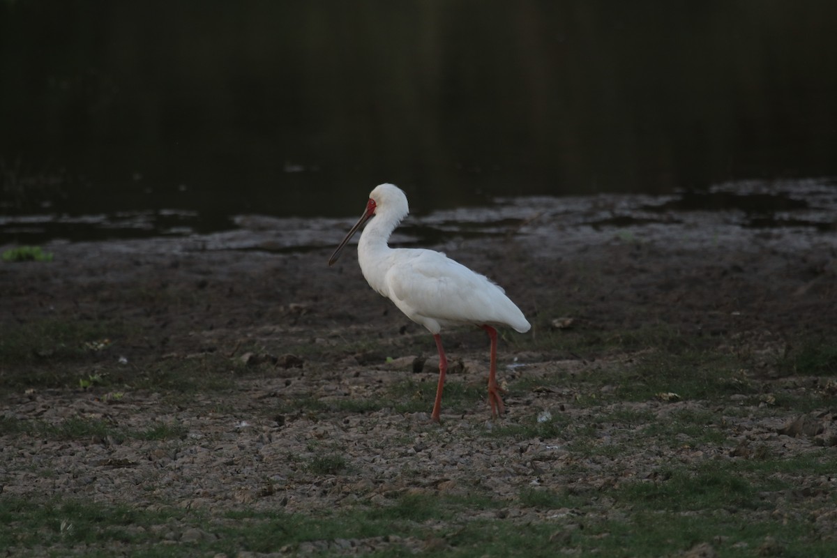 African Spoonbill - ML244712421