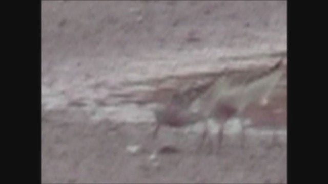 Curlew Sandpiper - ML244713121