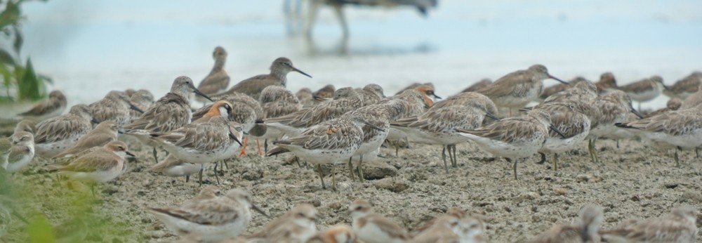 Great Knot - Nur Munira Azman