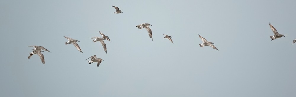 Great Knot - Nur Munira Azman