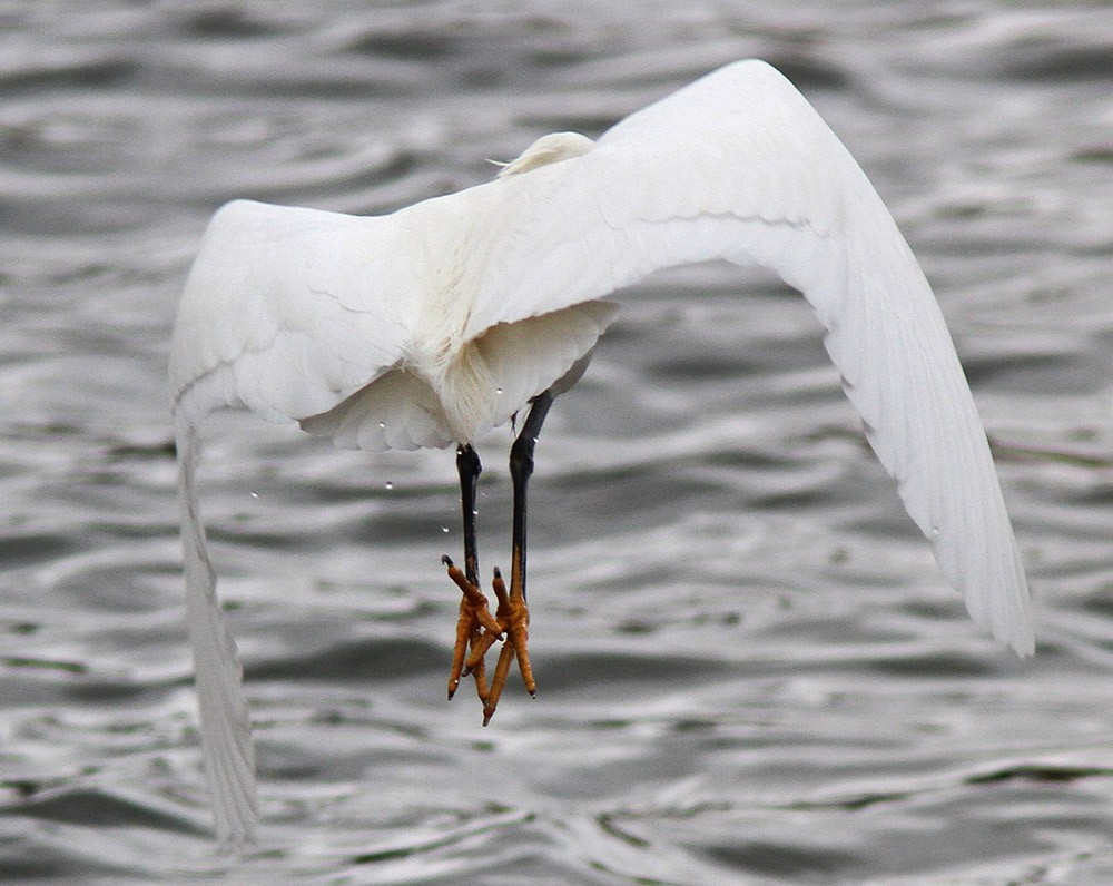 Snowy Egret - ML24471441