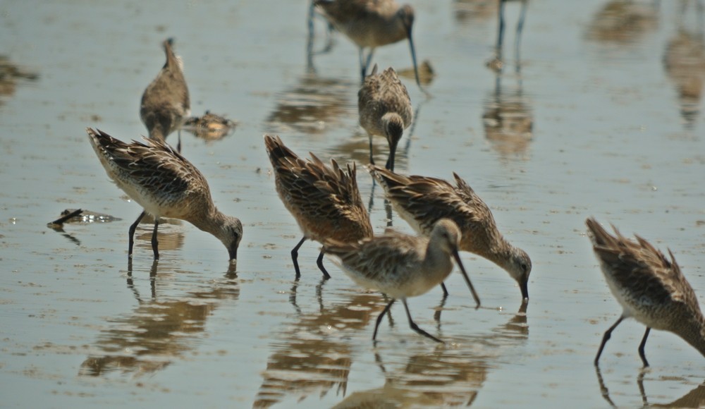 Asian Dowitcher - ML244715031