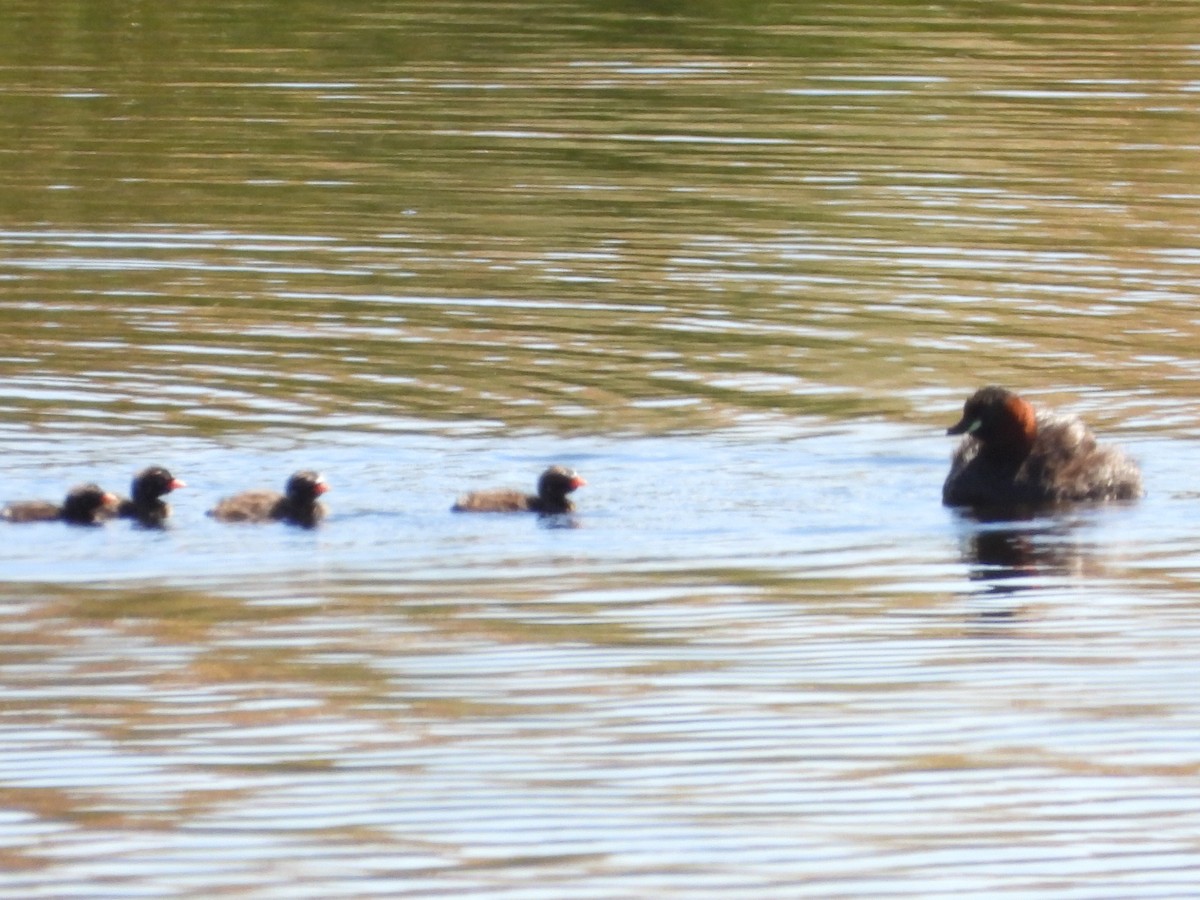 Little Grebe - ML244715251