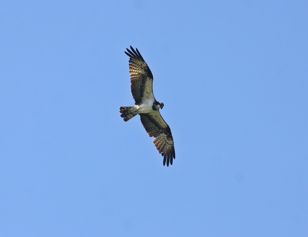 Águila Pescadora - ML244715671