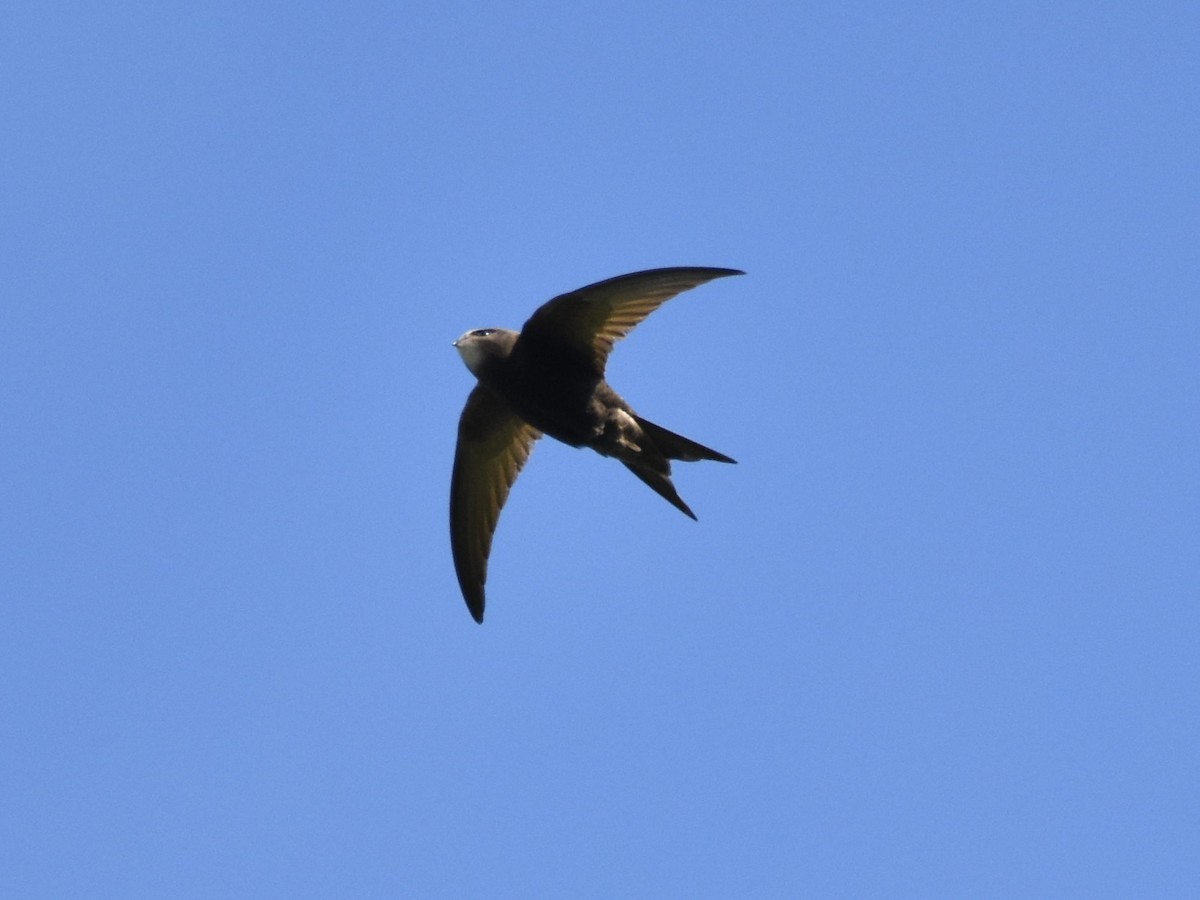 Common Swift - Colin Barrett