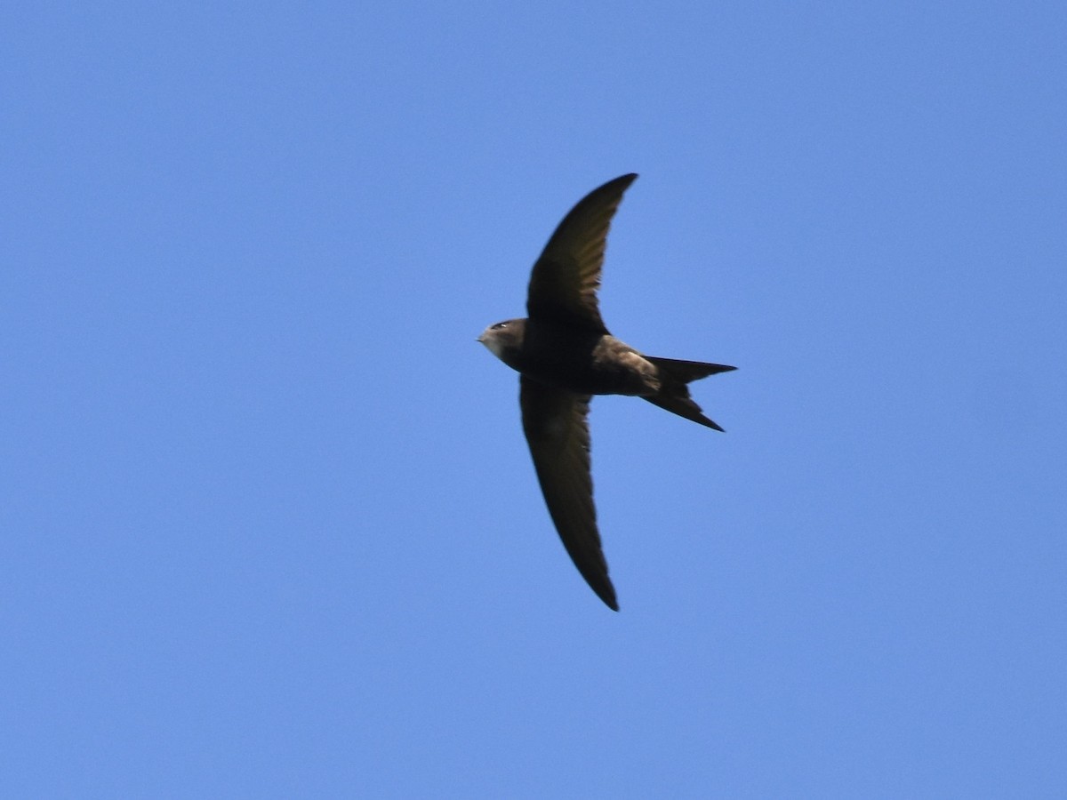 Common Swift - Colin Barrett