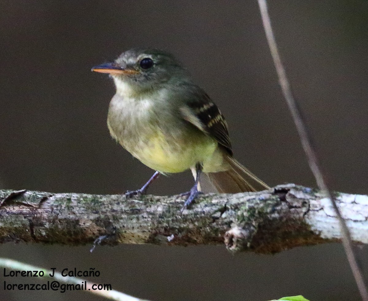 Euler's Flycatcher - Lorenzo Calcaño