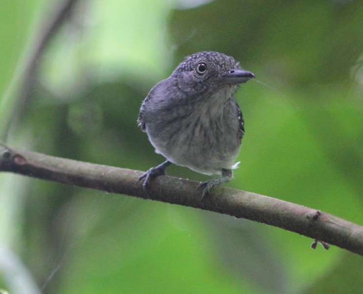 Spot-crowned Antvireo - Jurgen Beckers