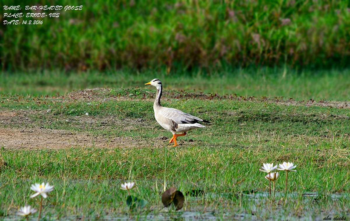 Bar-headed Goose - ML24471991