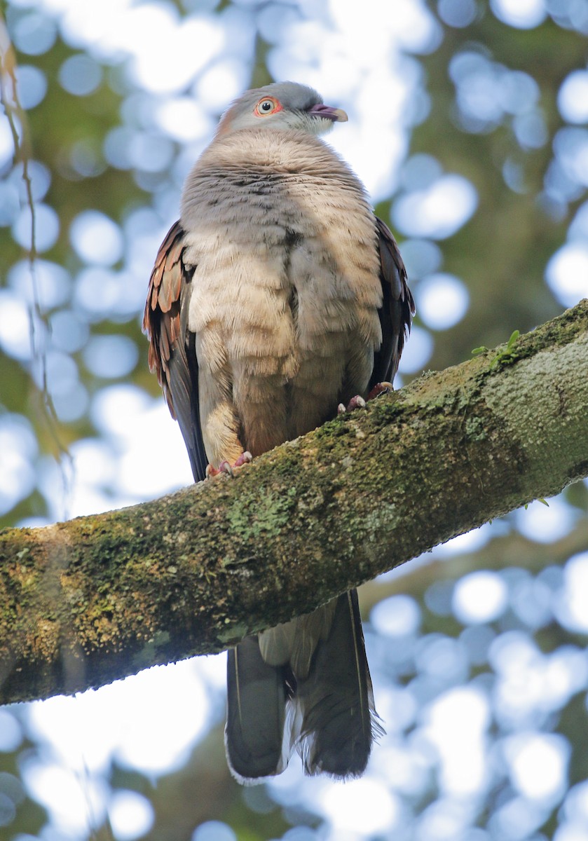 Mountain Imperial-Pigeon - Neoh Hor Kee