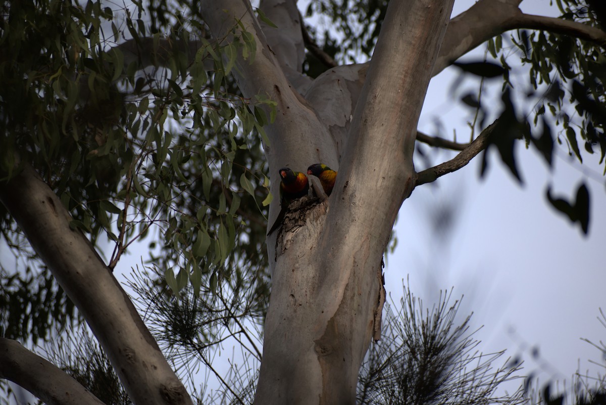 Rainbow Lorikeet - Anthony Contoleon