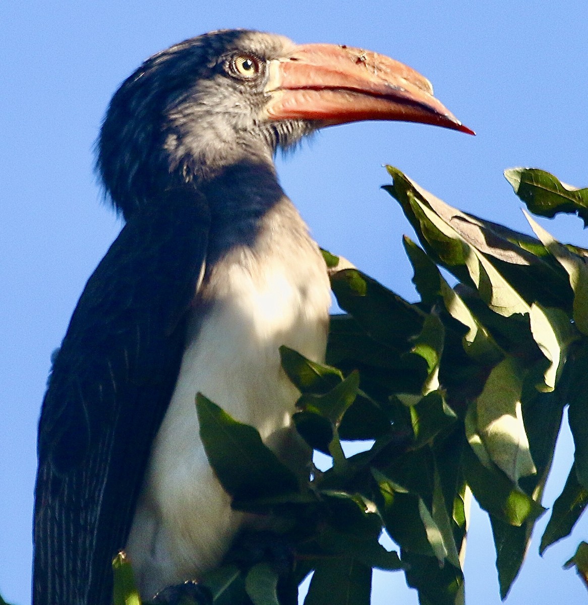 Crowned Hornbill - ML244723651