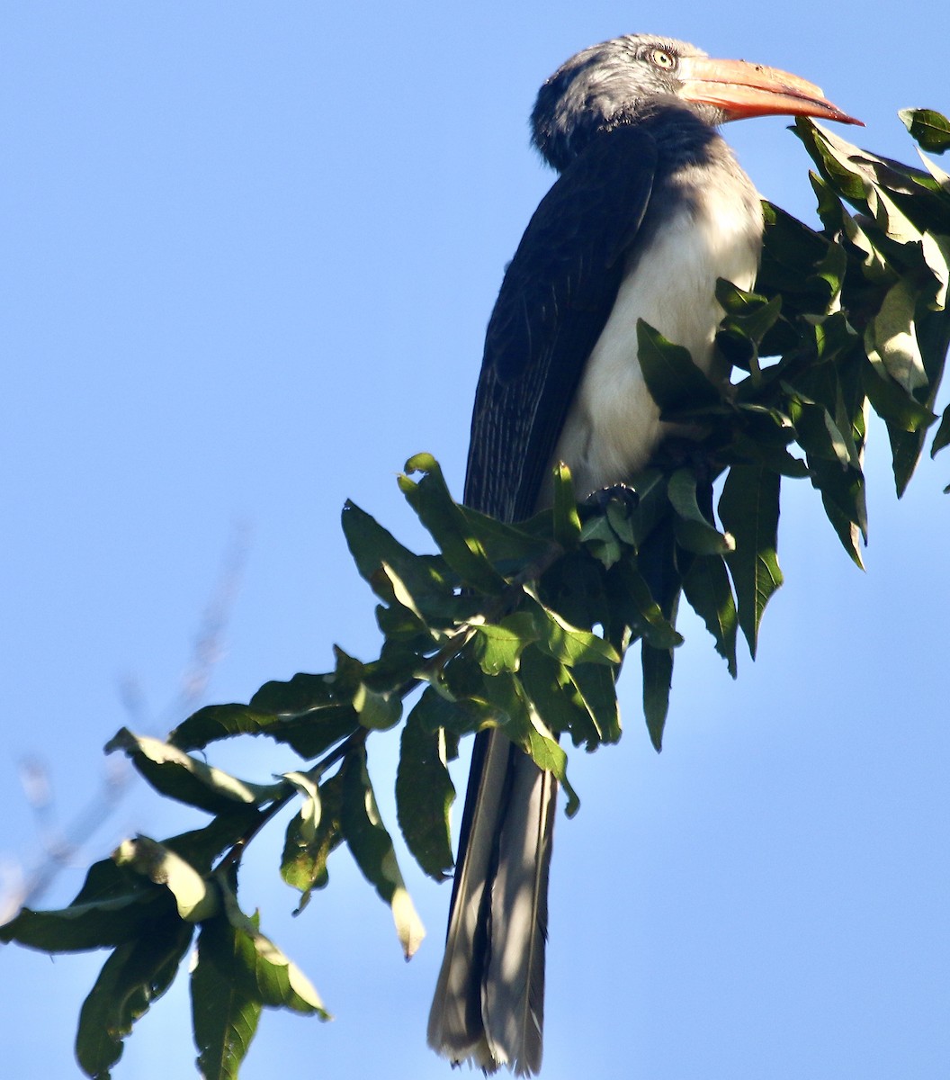 Crowned Hornbill - ML244723671