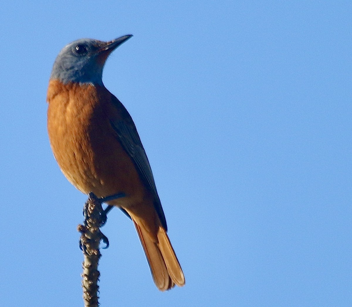 Cape Rock-Thrush - Kelly Gate