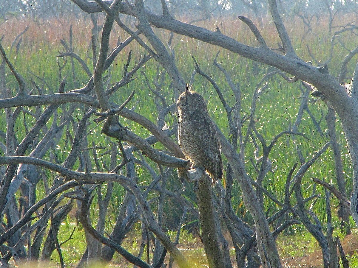 Great Horned Owl - ML244724331