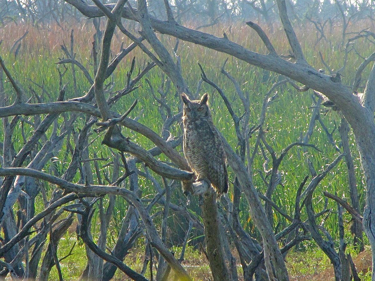 Great Horned Owl - ML244724351