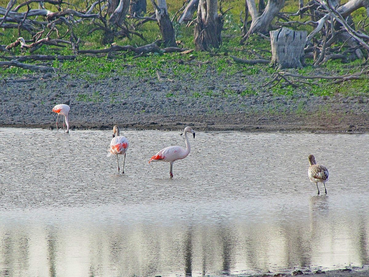 Chilean Flamingo - ML244724541