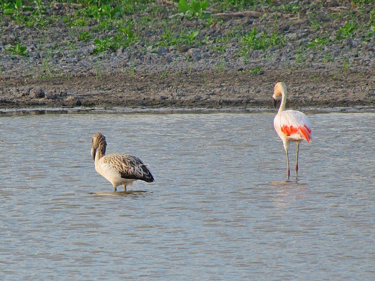 Chilean Flamingo - ML244724581