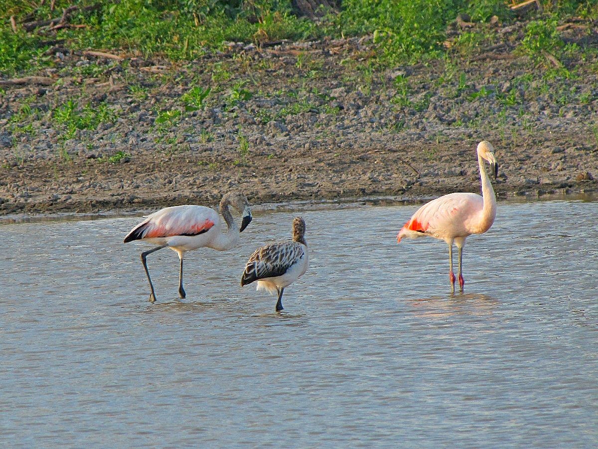 Chilean Flamingo - ML244724601