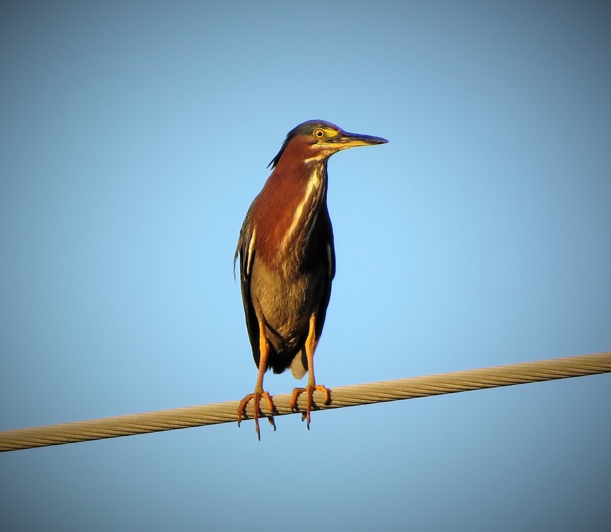 Green Heron - ML244725331