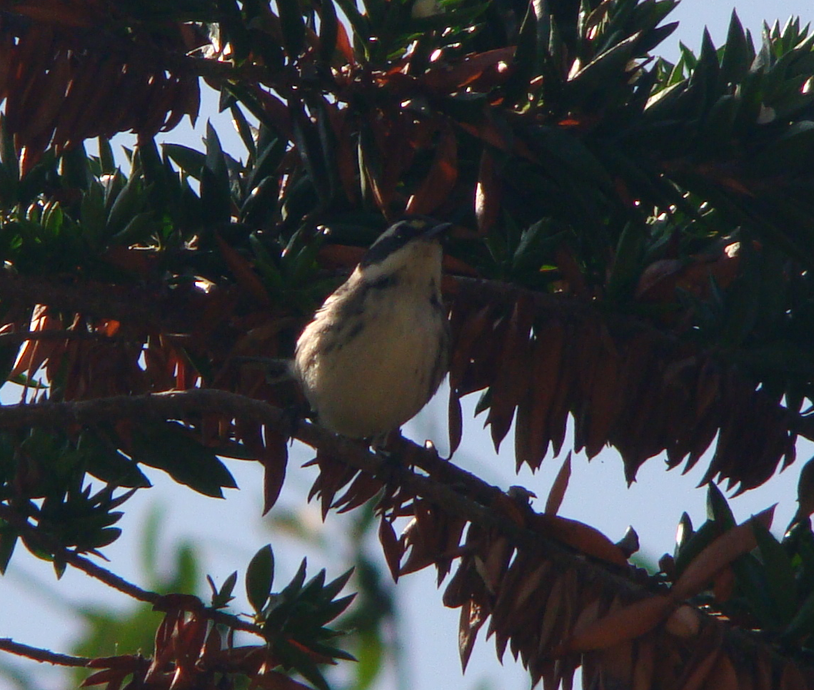 Black-throated Gray Warbler - ML244725461