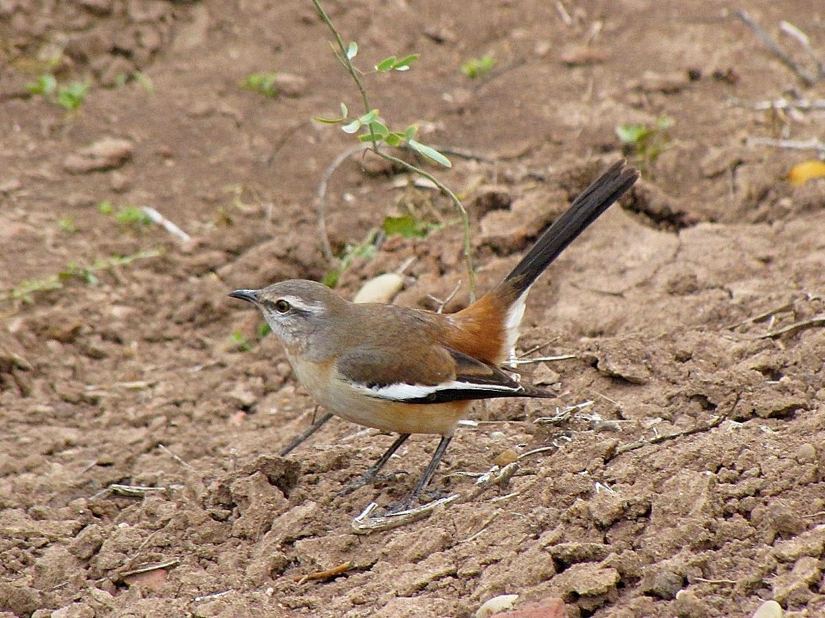 White-banded Mockingbird - ML244725771