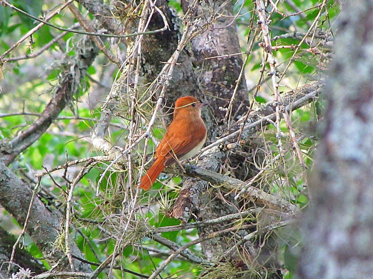 Rufous Casiornis - Carlos Agulian