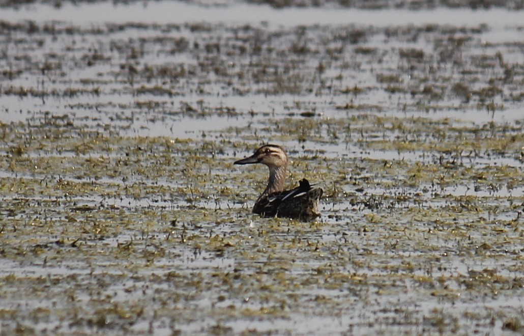 Garganey - Stephan Lorenz