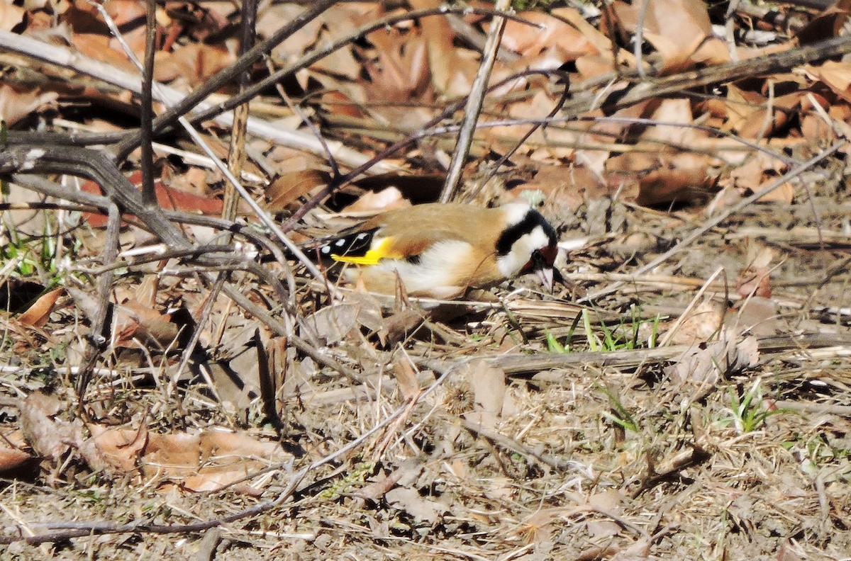 European Goldfinch - Yossi Herczeg