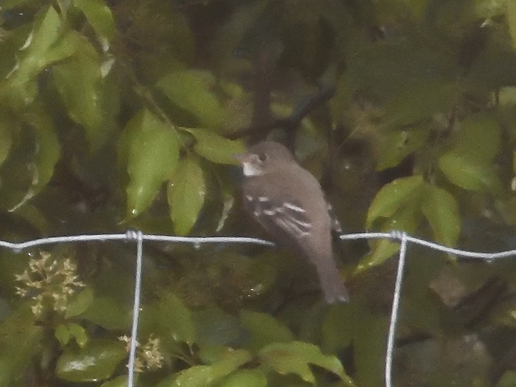 Alder Flycatcher - ML244730271