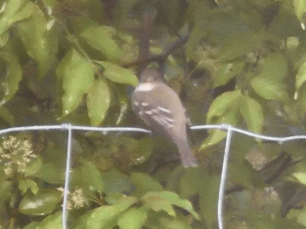 Alder Flycatcher - ML244730301