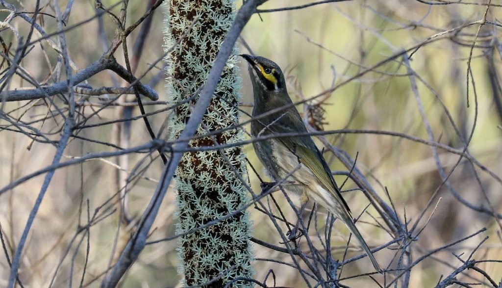 Yellow-faced Honeyeater - ML244731511