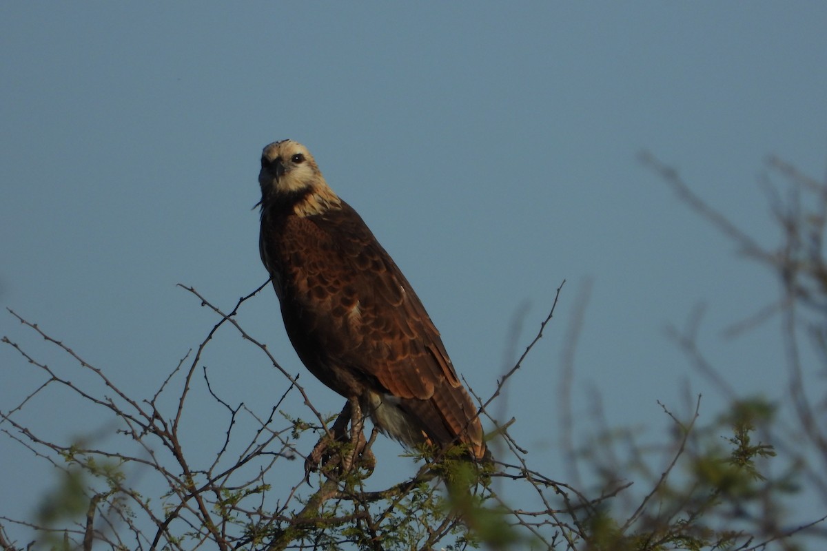 Black-collared Hawk - ML244731891