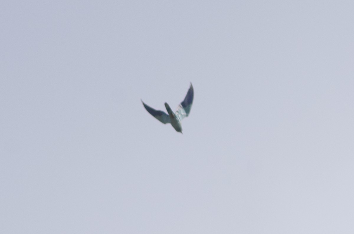 European Roller - Lorenzo Cocco