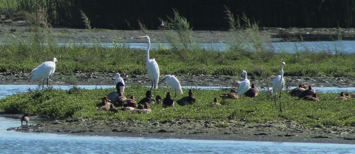 Canvasback - ML244740631