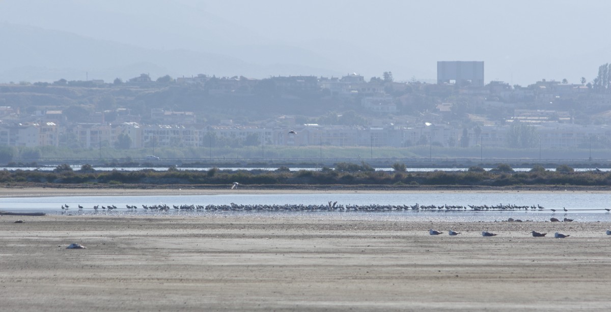 Gaviota Picofina - ML244742441