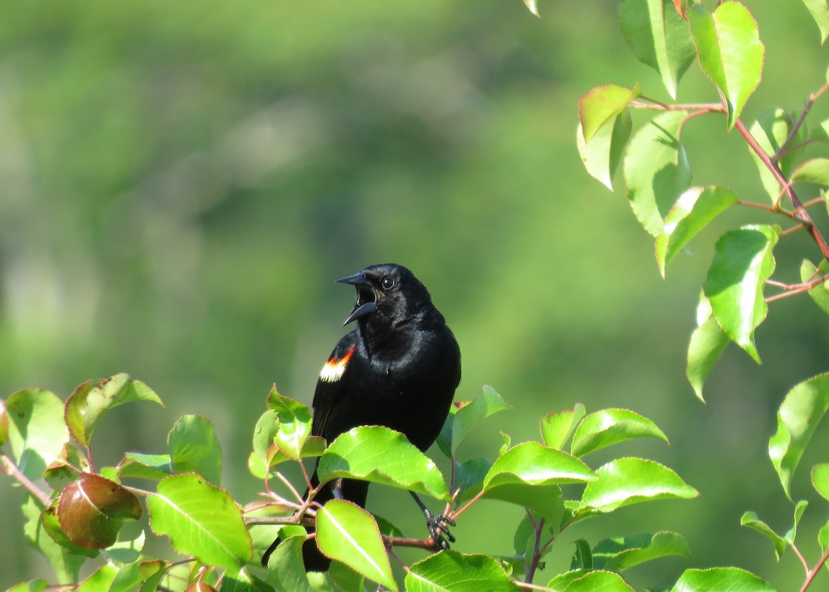 Red-winged Blackbird - ML244743271