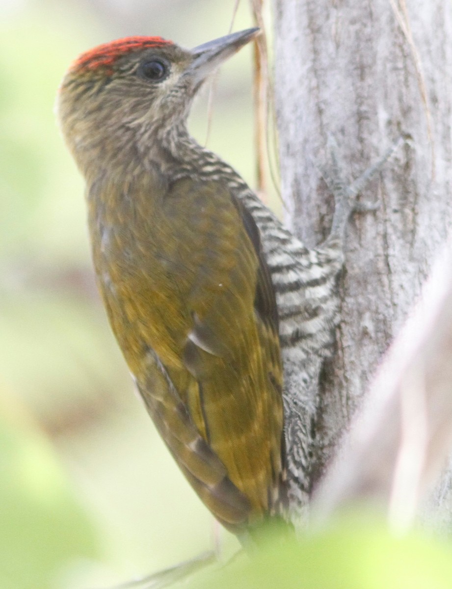 Red-stained Woodpecker - ML244744741