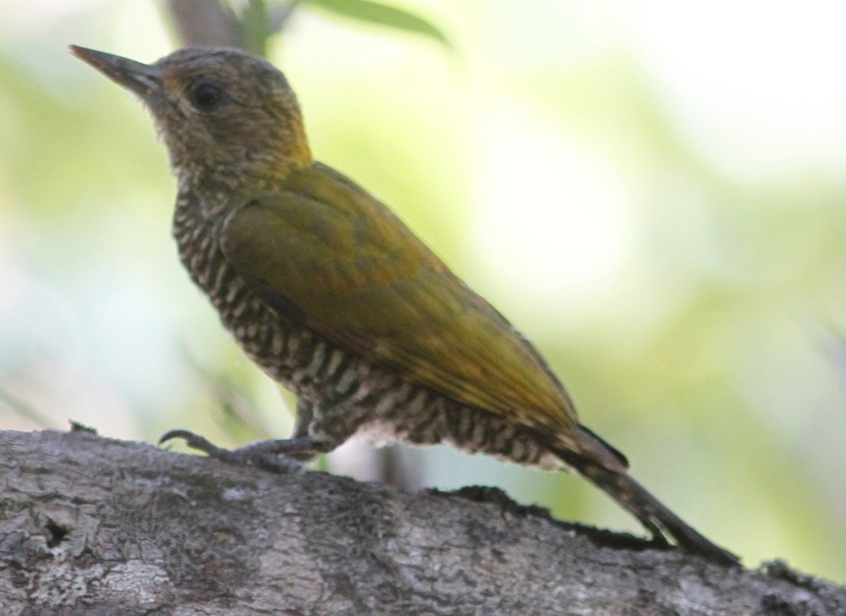 Red-stained Woodpecker - ML244744761