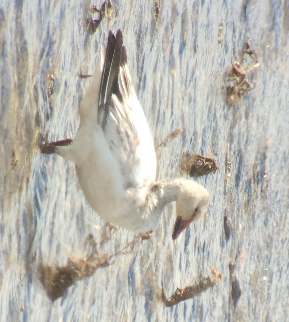 snøgås - ML24474491